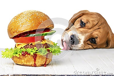 beagle looks and licks his mouth on an appetizing burger Stock Photo