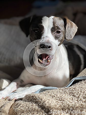 Beagle mix puppy laying down portrait Stock Photo