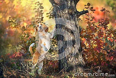 Beagle dog in forest Stock Photo