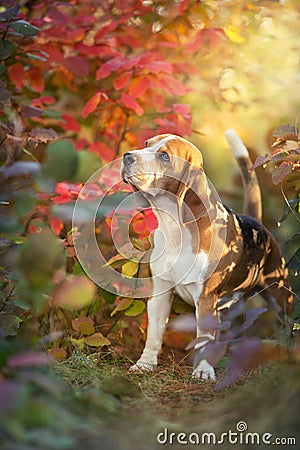 Beagle in fall leaves Stock Photo