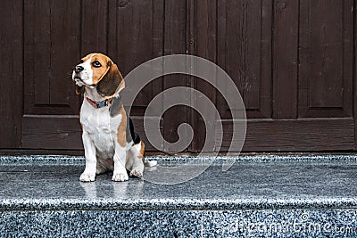 Beagle Personality, temperament. Beagle Puppy at home. Little Beagle breed dog near door his new house Stock Photo