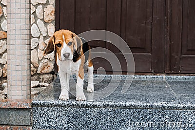 Beagle Personality, temperament. Beagle Puppy at home. Little Beagle breed dog near door his new house Stock Photo