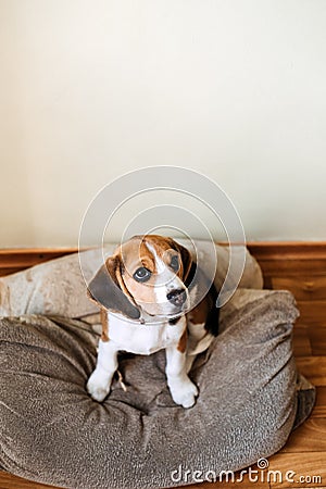 Beagle Personality, temperament. Beagle Puppy at home. Little Beagle breed dog at his new home. Stock Photo