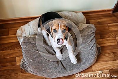 Beagle Personality, temperament. Beagle Puppy at home. Little Beagle breed dog at his new home. Stock Photo