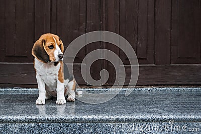 Beagle Personality, temperament. Beagle Puppy at home. Little Beagle breed dog at his new home. Stock Photo