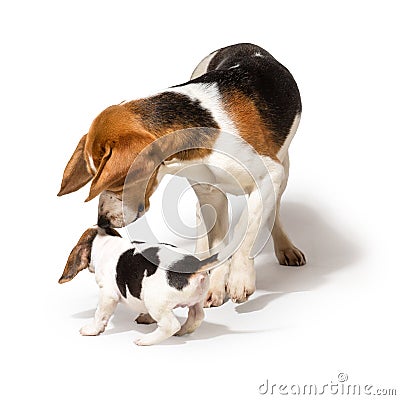 Beagle playing with puppy Stock Photo