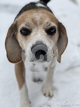 Beagle portrait outside in the snow Stock Photo