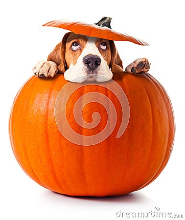 Beagle in pumpkin Stock Photo