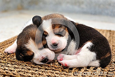 Beagle puppies sleeping Stock Photo