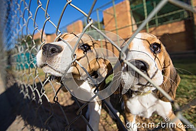 Beagle puppies Stock Photo