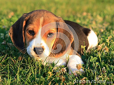 Beagle Puppy Stock Photo