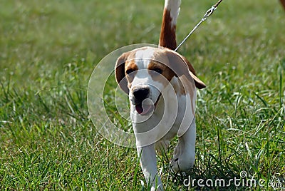 Beagle Puppy Stock Photo