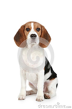 Beagle puppy Stock Photo