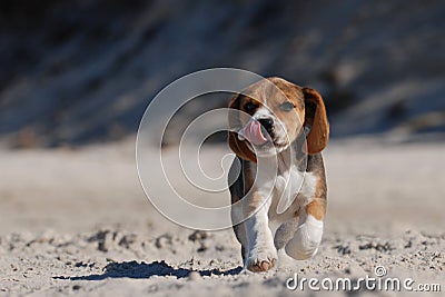 Beagle puppy Stock Photo