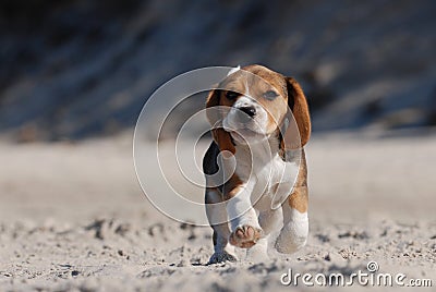 Beagle puppy Stock Photo