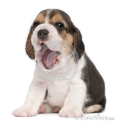 Beagle puppy, 4 weeks old, yawning Stock Photo
