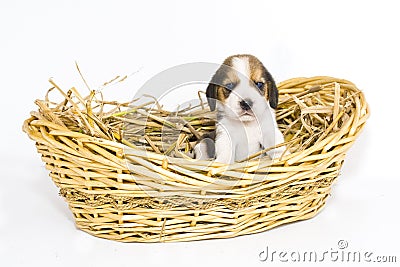 Beagle puppy in basket Stock Photo