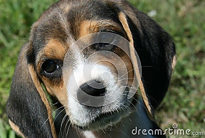 Beagle Puppy Black & Tan Stock Photo