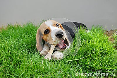 Beagle puppy bone to gnaw. Stock Photo