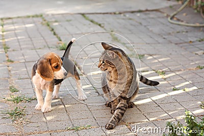 Beagle puppy and cat Stock Photo