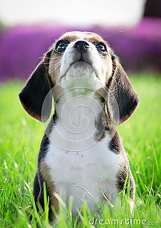 Beagle puppy dog Stock Photo