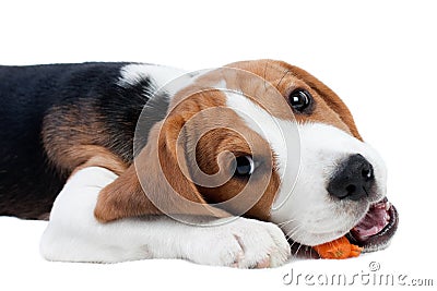 Beagle puppy eating Stock Photo
