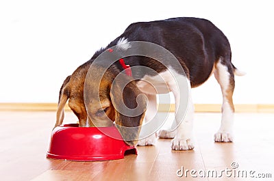 Beagle puppy eating Stock Photo