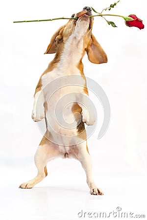 Beagle puppy holding rose Stock Photo