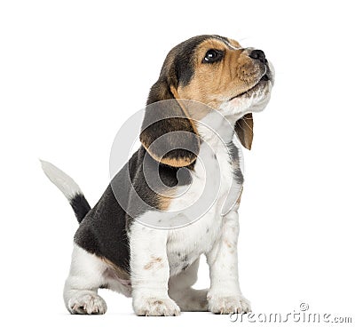 Beagle puppy howling, looking up, isolated Stock Photo