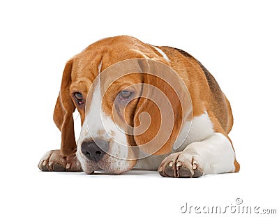 Beagle puppy lying and looking down Stock Photo