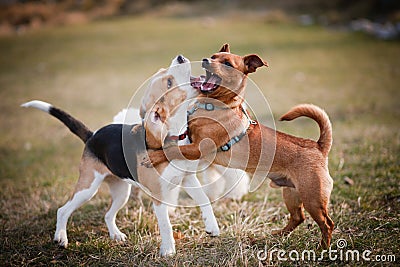 Beagle puppy playing Stock Photo