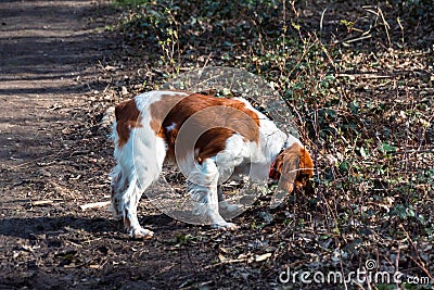 beagle puppy playing with ball Stock Photo