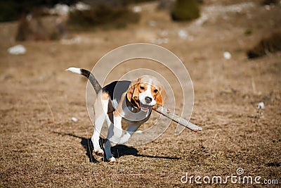 Beagle puppy running Stock Photo