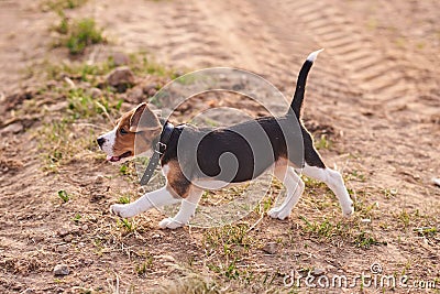 Beagle puppy, running on the sand Stock Photo