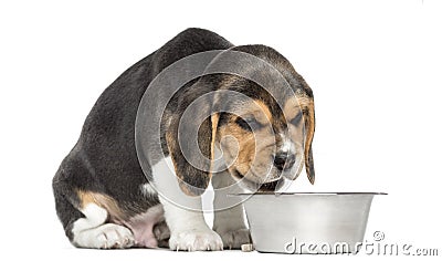 Beagle puppy sitting in front of a dog bowl without appetite Stock Photo