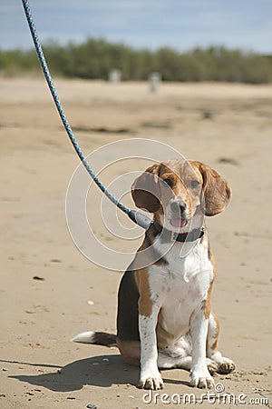 Beagle puppy sitting on sand Stock Photo