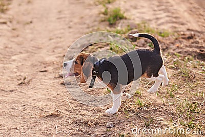 Beagle puppy, tongue sticking out, runs on the sand Stock Photo