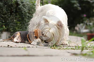 Beagle puppy and Westy Stock Photo