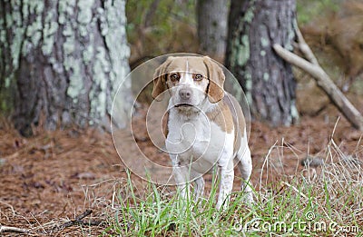 Beagle rabbit hunting dog, Georgia Stock Photo