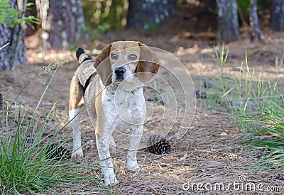 Beagle Rabbit Hunting dog Stock Photo