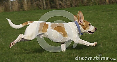 Beagle running free Stock Photo