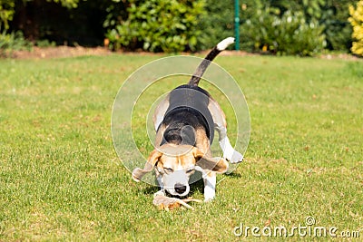 Beagle running in the garden Stock Photo