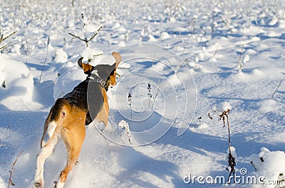Beagle running in snowy field. Fresh winter day. Stock Photo