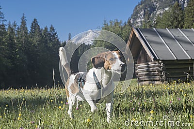 Beagle runs across a meadow Stock Photo