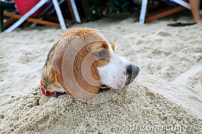 Beagle in the sand Stock Photo