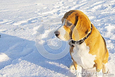 the beagle sits in the winter snow and looks into the distance Stock Photo