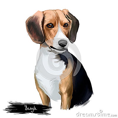 Beagle small scent hound breed dog digital art illustration isolated on white background. English origin, tricolor, hunting hare, Cartoon Illustration