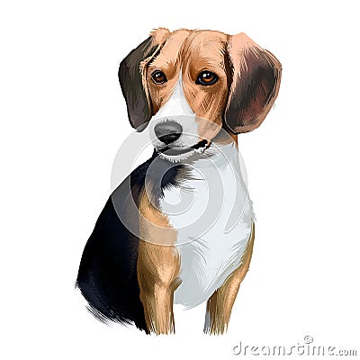 Beagle small scent hound breed dog digital art illustration isolated on white background. English origin, tricolor, hunting hare, Cartoon Illustration