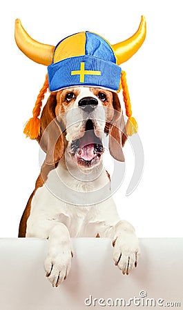 Beagle in swedish hat , isolated on white Stock Photo