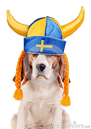 Beagle in swedish hat , isolated on white Stock Photo